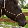 Brockamp rope bridle