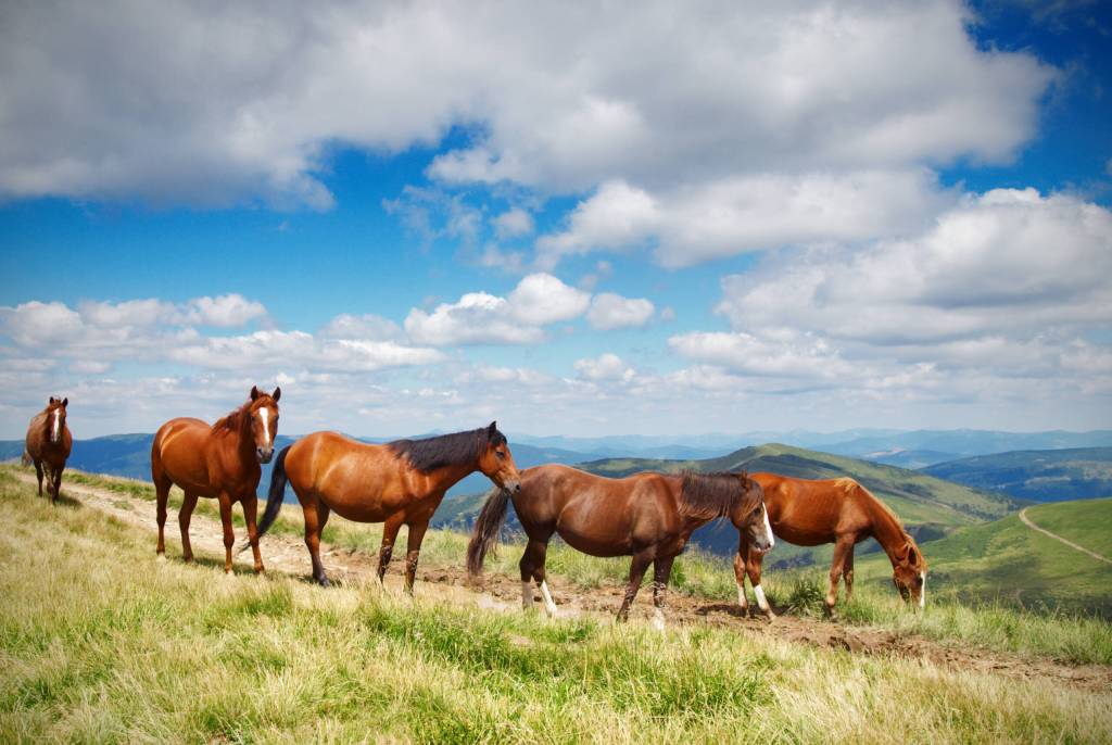 Manada de caballos en libertad en la montaña