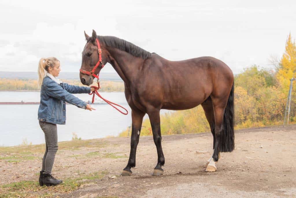 ¿Cómo aprende un caballo?