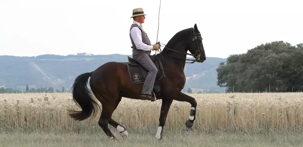 Philippe Karl, escuela de ligereza, equitación a la francesa